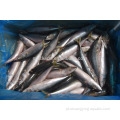 Frozen Whole Part Pacific Mackerel 150-200GR para o Egito